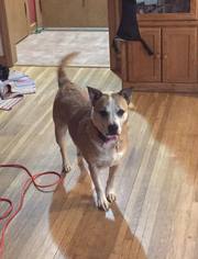 Bulldog-Labrador Retriever Mix Dogs for adoption in Minneapolis, MN, USA