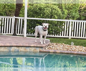 Bullypit Dogs for adoption in Valrico, FL, USA