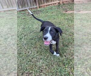 Border Collie-Unknown Mix Dogs for adoption in Greenville, SC, USA