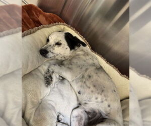 Mutt Dogs for adoption in Grand Prairie, TX, USA