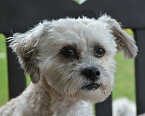 Lhasa-Poo Dogs for adoption in Abilene, TX, USA