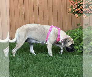 Mastiff Dogs for adoption in Edmond, OK, USA