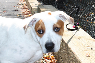 Boxador Dogs for adoption in Salem, MA, USA