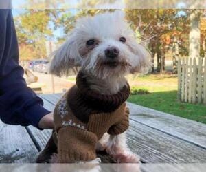 Maltese Dogs for adoption in Hampton Bays, NY, USA