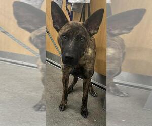 German Shepherd Dog-Unknown Mix Dogs for adoption in Forestville, MD, USA