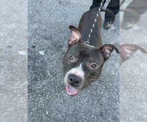 Medium Photo #1 American Pit Bull Terrier Puppy For Sale in Derwood, MD, USA