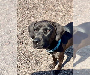 Mutt Dogs for adoption in Webster, WI, USA