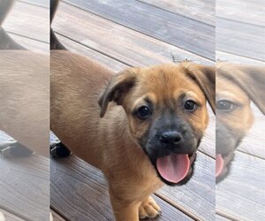 Boxador Dogs for adoption in Hillsboro, MO, USA