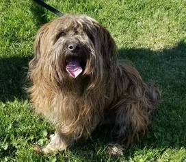 Tibetan Terrier Dogs for adoption in Modesto, CA, USA
