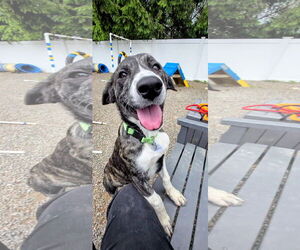 Great Pyrenees-Mastiff Mix Dogs for adoption in Rockaway, NJ, USA