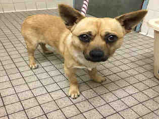 Chiweenie Dogs for adoption in Fremont, CA, USA