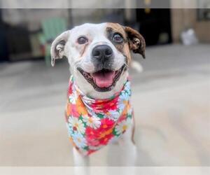 American Pit Bull Terrier-Beagle Mix Dogs for adoption in Denver, CO, USA