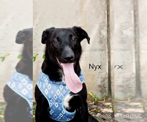 Labrador Retriever Dogs for adoption in Waterloo, IA, USA