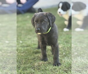 Labrador Retriever-Unknown Mix Dogs for adoption in San Diego, CA, USA