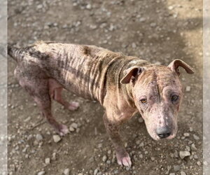 American Pit Bull Terrier-Unknown Mix Dogs for adoption in Corning, AR, USA