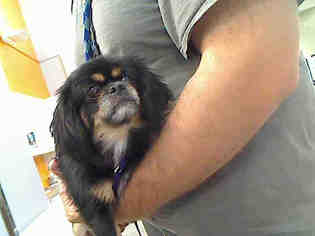 Japanese Chin Dogs for adoption in Rancho Cucamonga, CA, USA