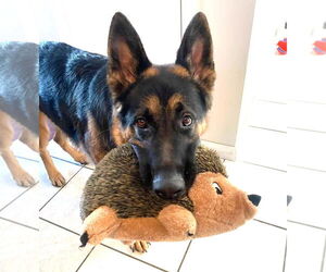 German Shepherd Dog Dogs for adoption in Rockaway, NJ, USA