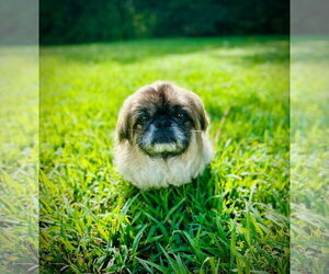 Pekingese Dogs for adoption in Pacolet, SC, USA