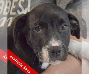American Staffordshire Terrier-Labrador Retriever Mix Dogs for adoption in Huntley, IL, USA
