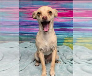 Chihuahua Dogs for adoption in Lakewood, CO, USA