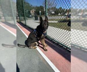 Mutt Dogs for adoption in Orlando, FL, USA