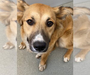 German Shepherd Dog-Unknown Mix Dogs for adoption in Fayetteville, NC, USA
