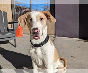 Labrador Retriever-Treeing Walker Coonhound Mix Dogs for adoption in Denver, CO, USA