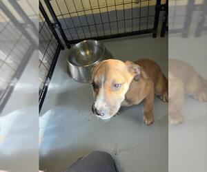 Australian Cattle Dog-Unknown Mix Dogs for adoption in San Andreas, CA, USA