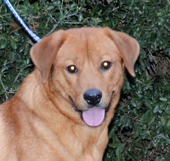 Medium Photo #1 Golden Labrador Puppy For Sale in Mukwonago, WI, USA