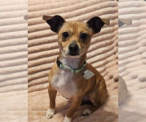 Medium Photo #13 Chihuahua-Unknown Mix Puppy For Sale in Oakhurst, NJ, USA