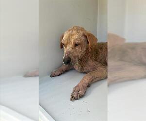 Labrador Retriever-Unknown Mix Dogs for adoption in Houston, TX, USA