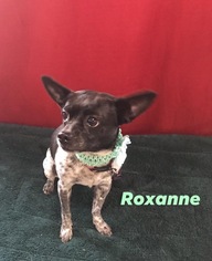 Rat Terrier Dogs for adoption in Metairie, LA, USA
