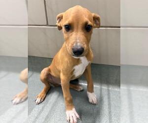 Doberman Pinscher-Labrador Retriever Mix Dogs for adoption in Baytown, TX, USA