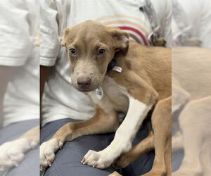 American Pit Bull Terrier-Unknown Mix Dogs for adoption in Forestville, MD, USA