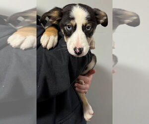 Basenji-Unknown Mix Dogs for adoption in Clarkston, MI, USA