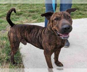 Chinese Shar-Pei Dogs for adoption in Fort Lauderdale, FL, USA