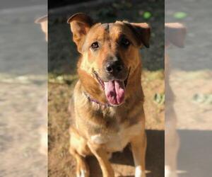German Shepherd Dog Dogs for adoption in Costa Mesa , CA, USA