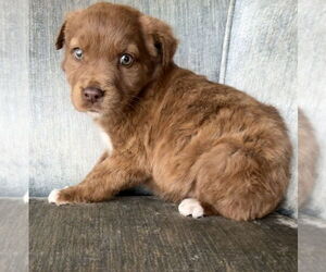 Sheprador Dogs for adoption in OKLAHOMA CITY, OK, USA