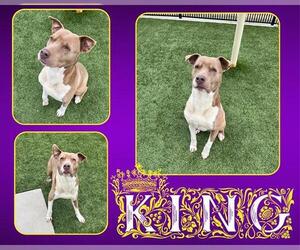 Labrador Retriever-Unknown Mix Dogs for adoption in Pearland, TX, USA