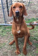 Redbone Coonhound Dogs for adoption in Morehead, KY, USA