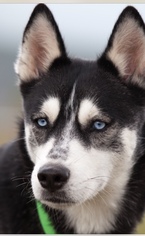 Medium Photo #1 Alaskan Husky-Siberian Husky Mix Puppy For Sale in Winter Park, CO, USA
