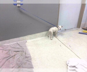 Rat Terrier-Unknown Mix Dogs for adoption in Tallahassee, FL, USA