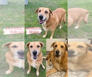 Labrador Retriever Dogs for adoption in San Antonio, TX, USA