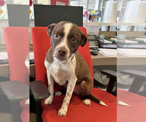 Australian Shepherd Dogs for adoption in Pampa, TX, USA