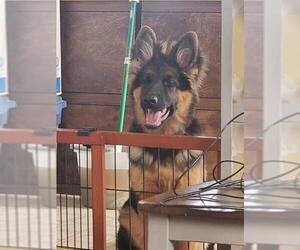 German Shepherd Dog Dogs for adoption in Buffalo, MN, USA