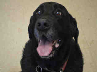 Labrador Retriever Dogs for adoption in Olathe, KS, USA