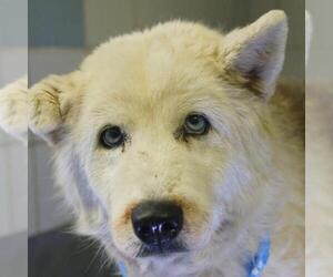 Siberian Husky-Unknown Mix Dogs for adoption in San Antonio, TX, USA