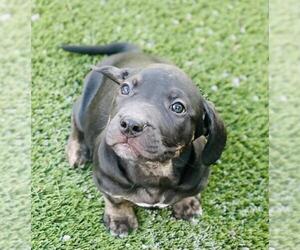 Labrador Retriever-Unknown Mix Dogs for adoption in Toronto, Ontario, Canada