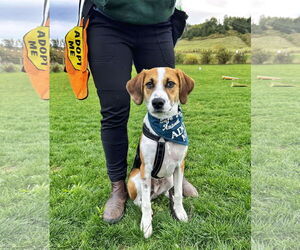 Beagle-Unknown Mix Dogs for adoption in Fultonham, NY, USA