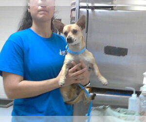 Chihuahua Dogs for adoption in Fayetteville, NC, USA